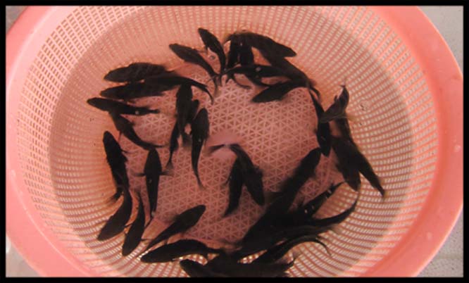 aio_gallery_image_aio-widget-aio_gallery_image-3110004-template