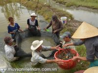 Hiệu quả nuôi tôm càng xanh toàn đực trên vùng đất chuyển đổi