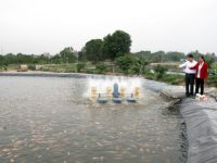 Nuôi cá theo mô hình mới ở Hòa Phong
