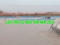 Khung Lịch thời vụ nuôi tôm 2016 ở Sóc Trăng và những điều cần lưu ý