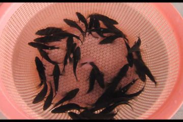 Cá Song (cá Mú) con giống