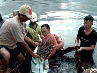 Diễn Châu (Nghệ An): nuôi tôm vụ 3 thu nhập 250 triệu đồng/héc ta