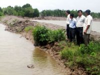 Cà Mau: Phát triển nuôi tôm quảng canh cải tiến đặc thù