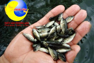 Rô phi đơn tính- Phương Anh