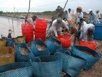 Bạc Liêu: Tổng kết nhân rộng mô hình “Nuôi thâm canh tôm sú, thẻ chân trắng bền vững theo VietGAP”