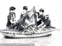 Ninh Bình: Nhiều ưu điểm từ nuôi cá trong ruộng trũng