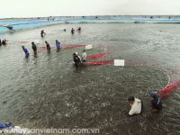 Hà Tĩnh: Vụ tôm xuân hè thắng lợi