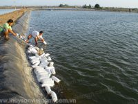 Làm gì để người nuôi tôm “khỏe”?