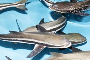 Cá bớp có màu xanh – nâu