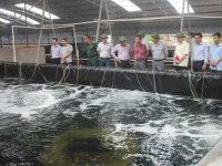 Phó Chủ tịch UBND tỉnh Đặng Huy Hậu đến thăm mô hình SX giống thủy sản của DN Phương Anh