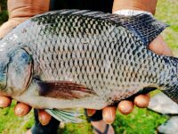 Đặc điểm sinh học và kỹ thuật nuôi cá Rô Phi đơn tính – Phương Anh