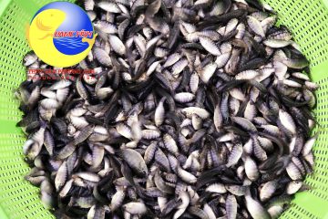 Cá Rô Phi đơn tính – Phương Anh