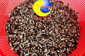 Cá rô phi đơn tính giống – Phương Anh