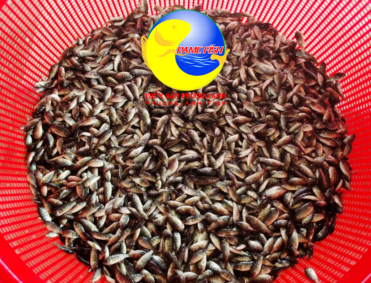 aio_gallery_image_aio-widget-aio_gallery_image-1-template