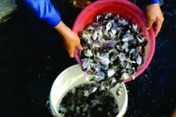 Cá chim vây vàng – con giống