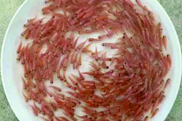 Giống cá Điêu hồng (Diêu hồng) – Phương Anh