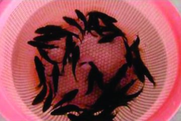 Cá mú đen chấm nâu -con giống