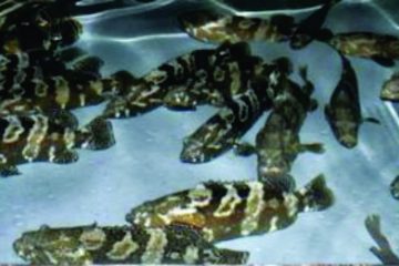 Cá mú song nghệ lai