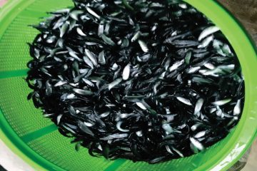 Giống cá đối – Phương Anh