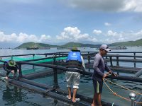 Tiến bộ kỹ thuật “Quy trình nuôi thương phẩm cá chim vây vàng trong lồng quy mô công nghiệp”