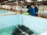 Doanh nghiệp đi đầu trong sản xuất cá rô phi giống