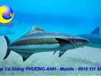 Kỹ thuật nuôi cá Bớp (cá Giò)