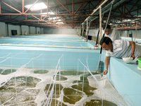 Để ngành thuỷ sản Móng Cái phát triển bền vững