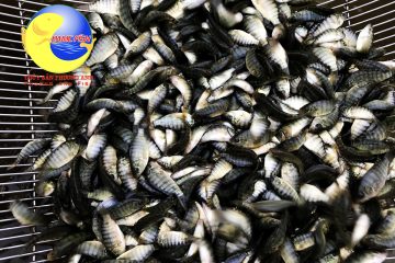 Giống Cá Rô phi đơn tính – Phương Anh